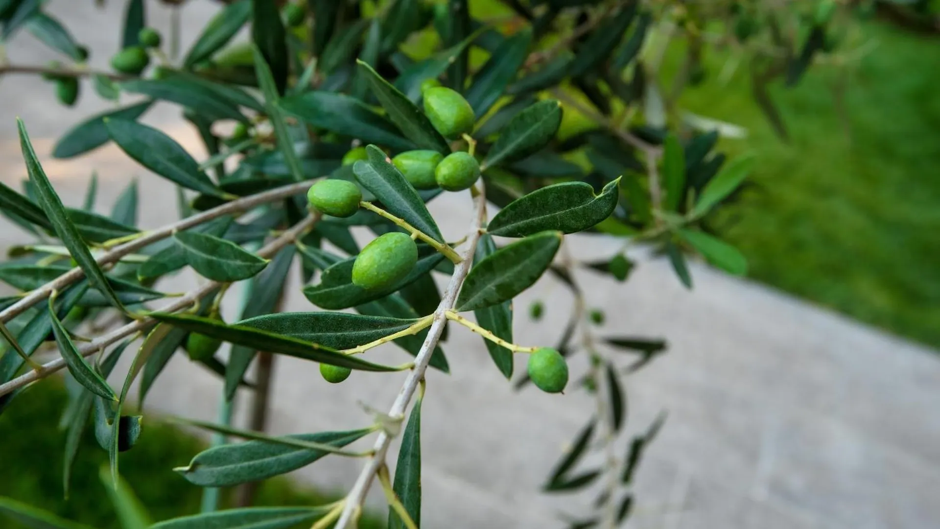 Olive Apartments Peraía